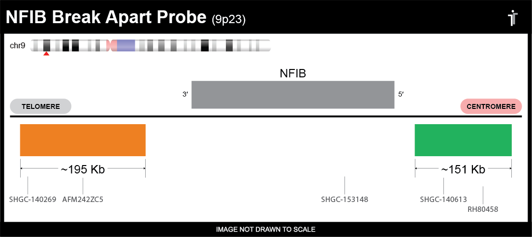 NFIB break apart FISH probe